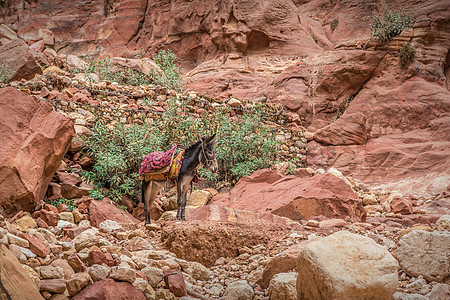 被红地包围的贝都因驴旅游砂岩旅行地标国家耳朵岩石文化哺乳动物遗产图片