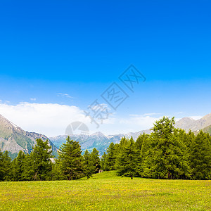 意大利阿尔卑斯山旅行草地牧场国家天空场地高山农村松树山脉图片