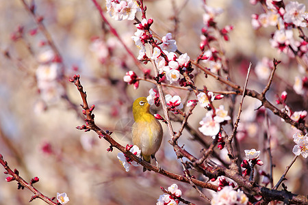 梅吉罗在一枝日本杏子上白眼生物荒野鸟类近畿花朵图片