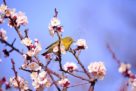 梅吉罗在一枝日本杏子上白眼鸟类花朵生物荒野近畿图片