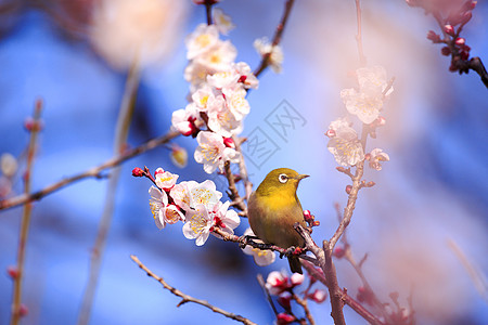 梅吉罗在一枝日本杏子上鸟类白眼荒野近畿花朵生物图片