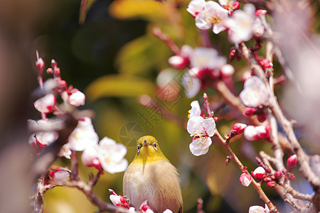 梅吉罗在一枝日本杏子上白眼鸟类荒野花朵近畿生物图片