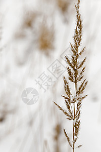 冬天的草籽图片