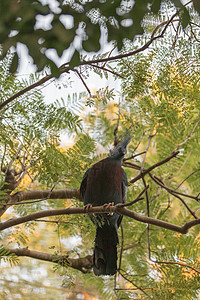 维多利亚加冕鸽羽毛热带野生动物大道红名单动物荒野图片
