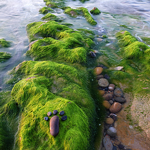 脚卵石海草艺术海边孤独乐趣巨石砂岩石头产品海藻印刷海滩夫妻图片