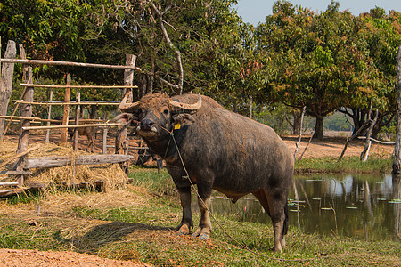 泰国农场眼睛场地家蝇公园鼻子环境男性农业哺乳动物农村图片
