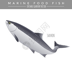 鲑鱼 海洋食物鱼类动物群钓鱼标签插图绘画罐装海鱼野生动物盐水银色图片