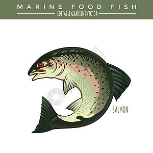 鲑鱼 海洋食物鱼类罐装插图钓鱼海鲜银色标签绘画野生动物动物群海鱼图片