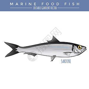 Sardine 海洋食物鱼银色标签插图海鲜罐装钓鱼野生动物动物群绘画海鱼图片