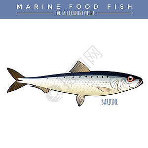 Sardine 海洋食物鱼绘画插图钓鱼野生动物罐装盐水海鱼动物群海鲜银色图片
