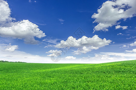 字段季节生长远景农村农业谷物环境地平线植物小麦图片