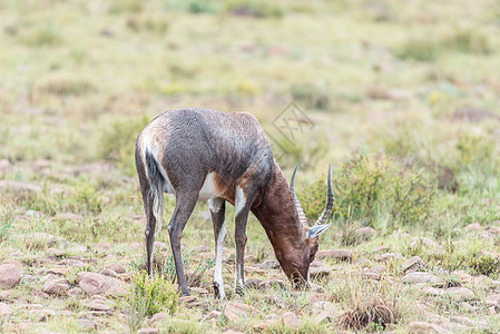 斑马山国家公园中的湿blesbok羚羊多云动物群下雨自然保护区食草野生动物水利动物哺乳动物图片