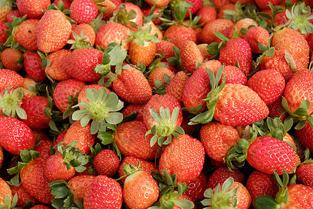 草莓 Da Lat dalat 水果 农业林洞绿色产品花园农田工业收获收成温室植物图片