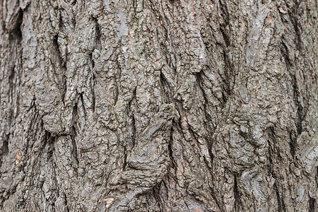 树酒吧的纹理或背景苔藓树干森林木头宏观植物松树材料皮肤背景图片