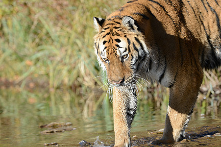 老虎在水中哺乳动物橙子白色危险黑色眼睛条纹毛皮侵略荒野图片