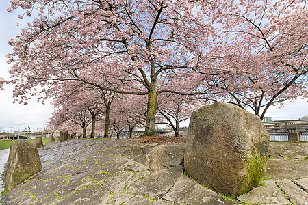 樱桃花树 春天有大岩石图片