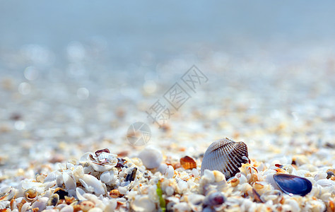 沙滩上的贝壳海螺晴天情调旅游海岸天空海景气候海洋异国图片