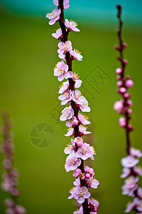 Blossom 杏仁树春春时视图水果粉色花园季节白色绿色叶子植物花瓣生长图片