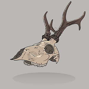 孤立鹿头骨的矢量插图 剖面视图图片