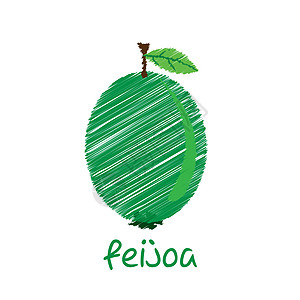 feijoa水果 草图设计矢量图片