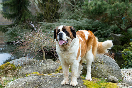 圣伯纳德狗的肖像草地宠物动物猎犬哺乳动物救援犬类毛皮朋友公园图片