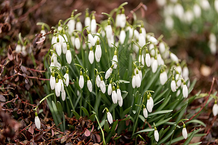 春天下雪时开花生命植物群草地白色季节性植被投标雌蕊植物花店图片