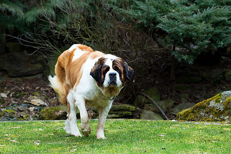 圣伯纳德狗的肖像花园朋友毛皮哺乳动物宠物动物猎犬犬类公园草地图片