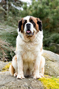 圣伯纳德狗的肖像猎犬花园公园救援草地哺乳动物宠物犬类场地毛皮图片