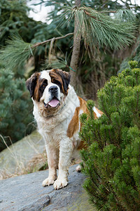 圣伯纳德狗的肖像场地草地犬类毛皮宠物猎犬动物公园朋友哺乳动物图片
