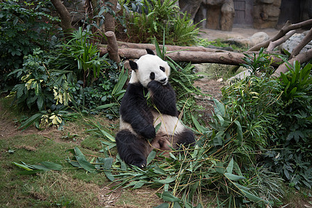 野生动物中的可爱巨型熊猫丛林动物园森林旅游游客栖息地黑色热带公园荒野图片