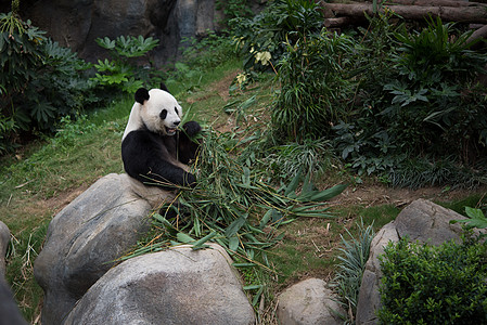 野生动物中的可爱巨型熊猫竹子黑色游客热带旅游动物公园荒野白色大熊猫图片