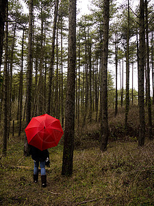 森林中的红伞图片