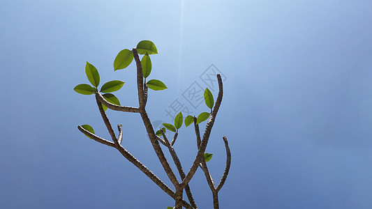 在明亮的天空下 有棵弗朗吉帕尼树叶子太阳晴天香味公园粉色植物学天空白色植物图片