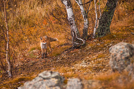 在泰加的红狐狸动物农村环境荒野毛皮橙子捕食者国家生物公园图片