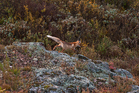 在泰加的红狐狸荒野毛皮生物森林食肉猎人野生动物橙子动物环境图片