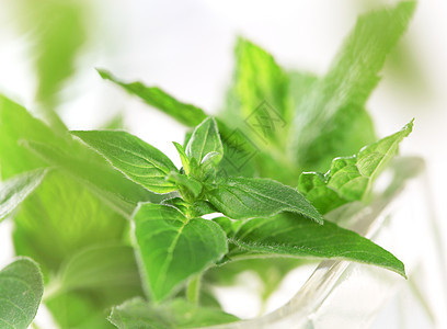 新鲜草药草本植物小枝药草植物玻璃烹饪绿色树叶薄荷图片