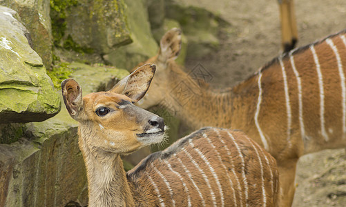 柏林鹿鹿红色鹿角动物麋鹿松树野生动物国家公园号角荒野图片