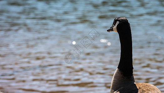 加拿大鹅水禽翅膀绿色荒野鸟类羽毛黑色棕色池塘野生动物图片