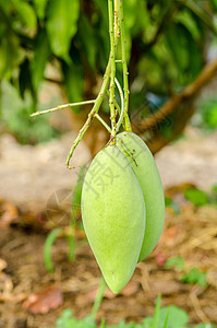 曼吉费拉印地卡芒果图片