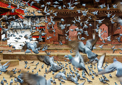 在加德满都杜巴广场起飞的鸽子背景图片