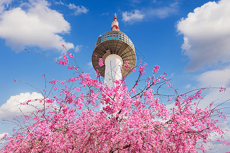 首尔塔和粉红色樱桃花朵 秋天的樱树季节 在韩国的汉城花园樱花水果山脉节日压痛植物学植物群图片