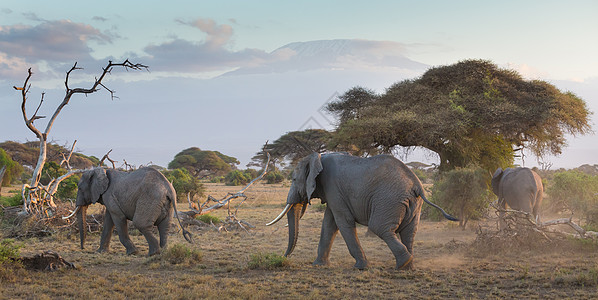 肯尼亚安博塞利 乞力马扎罗前面的大象食草旅行女性季节荒野动物野生动物哺乳动物天空生态图片