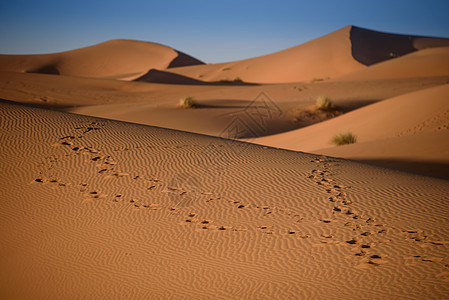 Dunes 摩洛哥 撒哈拉沙漠地平线荒野绿洲旅行太阳寂寞情调骆驼动物天空图片