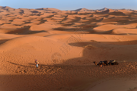 摩洛哥沙丘 撒哈拉沙漠的骆驼地平线夫妻晴天动物荒野绿洲寂寞沙漠天空运输图片
