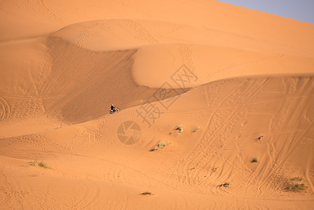 Dunes 摩洛哥 撒哈拉沙漠晴天沙丘绿洲动物异国旅游情调旅行地平线夫妻图片