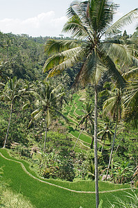 稻田 印度尼西亚巴厘谷物旅行旅游场地树木植物群植物农业乡村图片