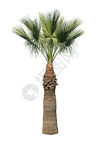孤立的棕榈树树干气候植物白色亚热带叶子棕榈绿色热带图片