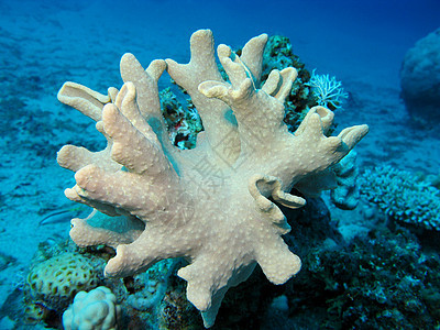 热带海 水下带软珊瑚的珊瑚礁图片