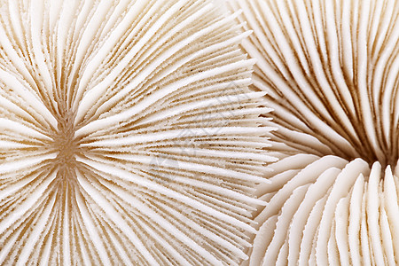白色背景的欢乐果贝壳 关上真菌蓝色动物盐水海上生活荒野潜水野生动物水族馆骨骼图片
