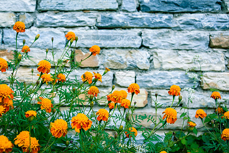 菊科金盏花植物石墙对着石墙背景